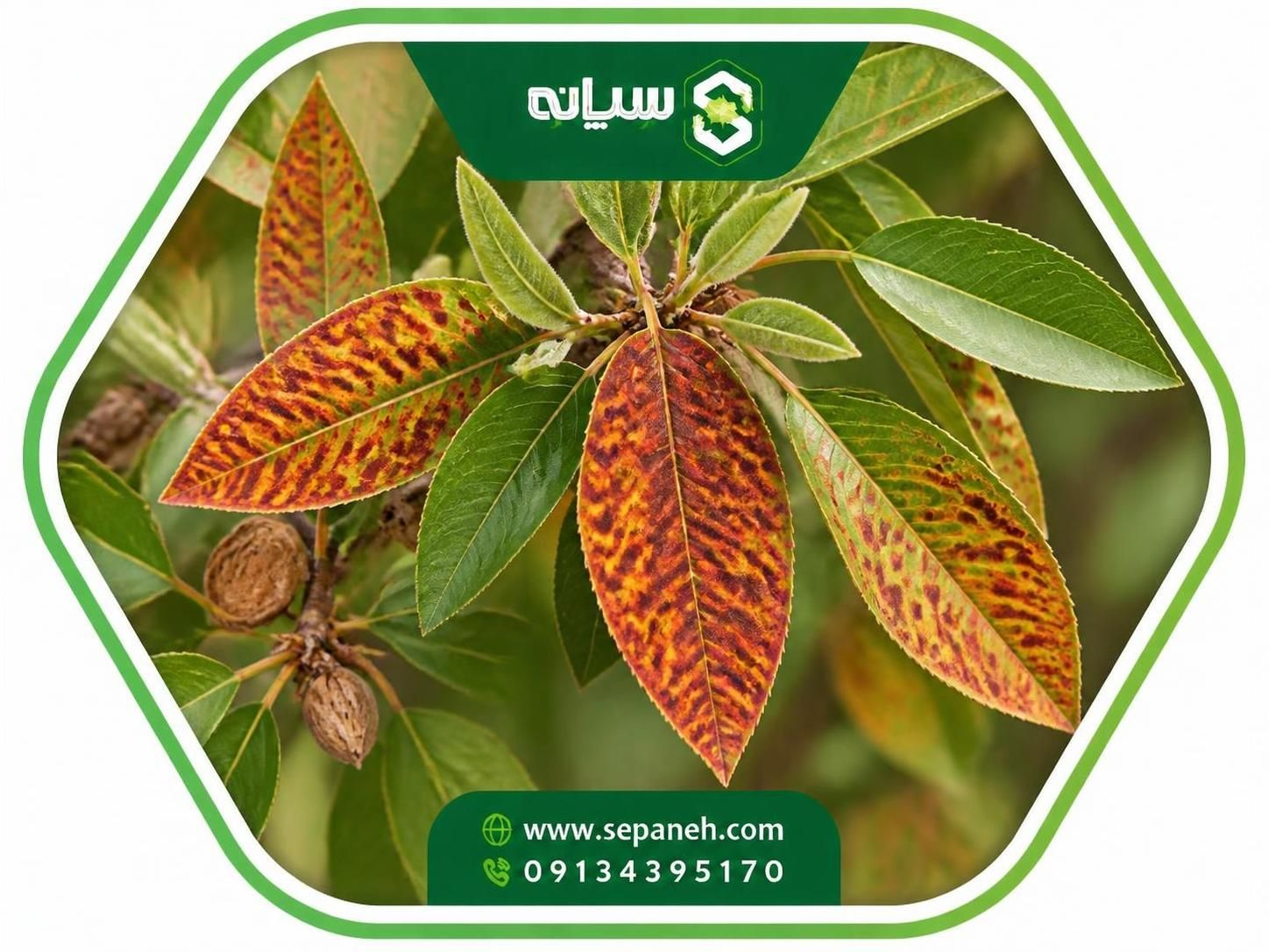 لکه آجری برگ بادام